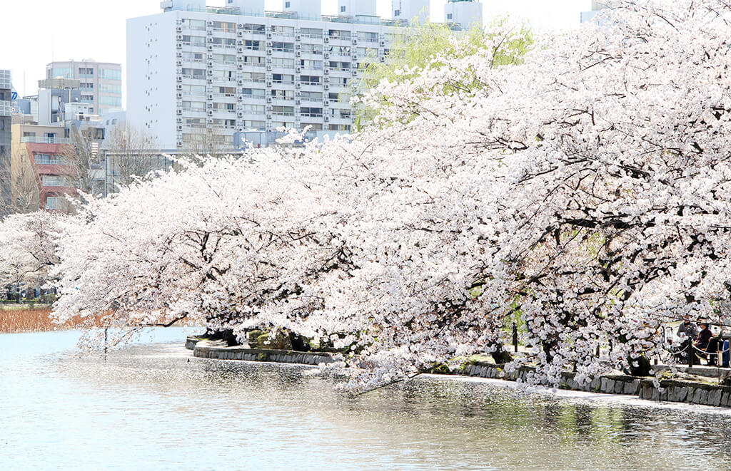 上野公園 桜 画像を撮ってきた件 フリー画像でどうぞ